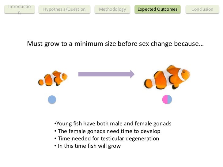 Softcore nurse porn Clown fish sex